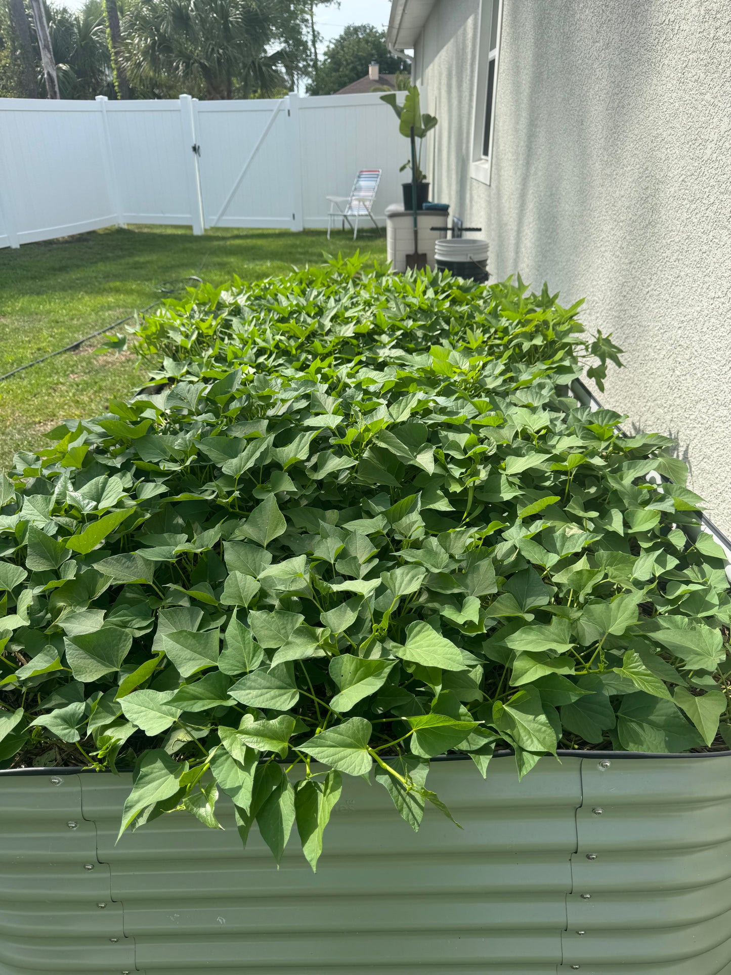 Okinawan Sweet Potato Slips, Organic, Already Rooted, Fresh From Garden