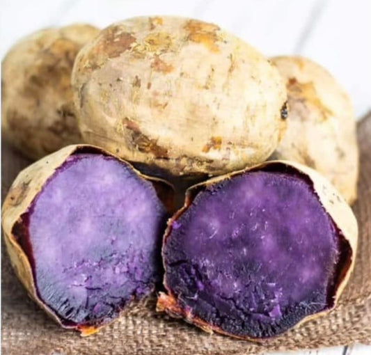 Okinawan Sweet Potato Slips, Organic, Already Rooted, Fresh From Garden