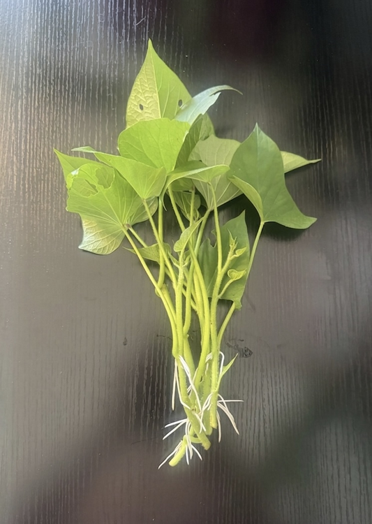 Okinawan Sweet Potato Slips, Organic, Already Rooted, Fresh From Garden
